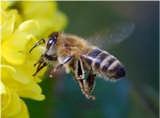 Rechercheblatt, Informationstext 4/6 Hilfe, ein Bienenstich Bienen, Hummeln, Wespen und Hornissen können dich stechen.