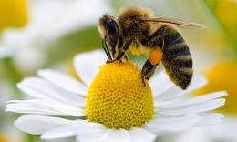 Lösung 6/6 Bienengift Gelée Royale Quelle: LID Die Bienen setzen das von ihnen produzierte Gift als Waffe gegen ihre Feinde ein.