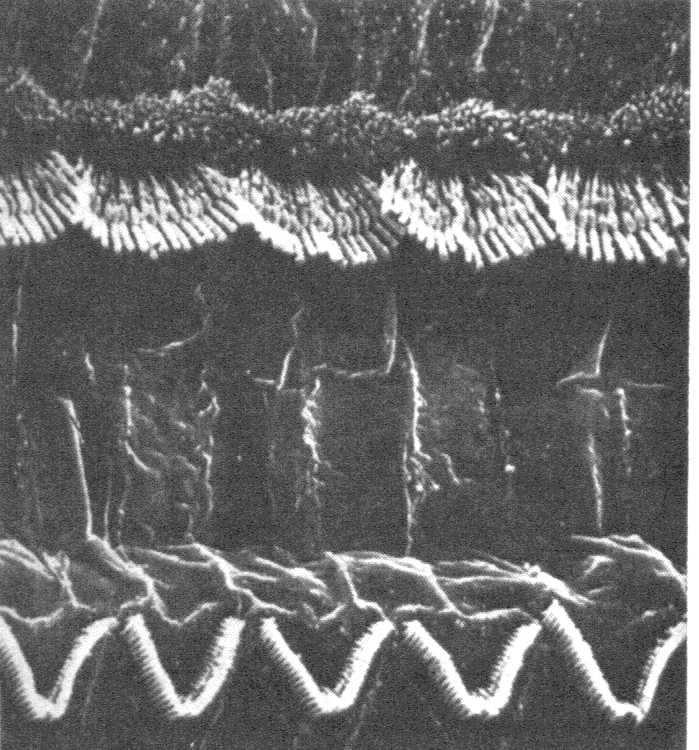 innere Haarzellen (ca. 3500 Sinneszellen, 40 Haare pro Zelle) Innervation: ca. 90% der Hörnervenfasern äußere Haarzellen (ca. 12.