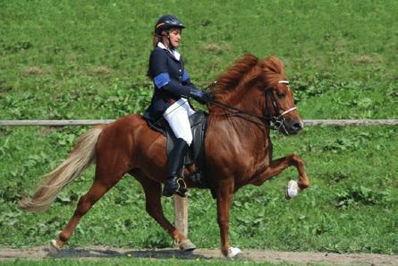Bettina Treiber Derzeit gibt es in Deutschland über 65.000 Islandpferde, was einem Zehntel des deutschen Pferdebestandes entspricht.