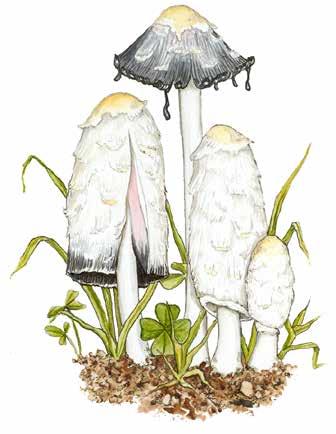 TINTLINGE kleine bis mittelgroße, schnell vergängliche, gebrechliche und meist recht schlankstielige Pilze oft in Büscheln