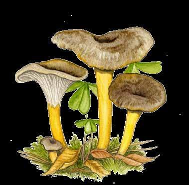 LEITENPILZE kleine bis mittelgroße Pilze