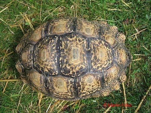 Unser Sommer entspricht dem Winter in Südafrika. Deshalb können diese Schildkröten an frostfreien Tagen bereits ab April bis Oktober im Freilandterrarium gehalten werden.