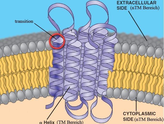 3 Fachliches Umfeld Abbildung 1: Die Transmembranproteine, die aus α-helicalen Abschnitten bestehen, durchspannen die Membran vollständig und werden durch sogenannte transition-bereiche, die hier