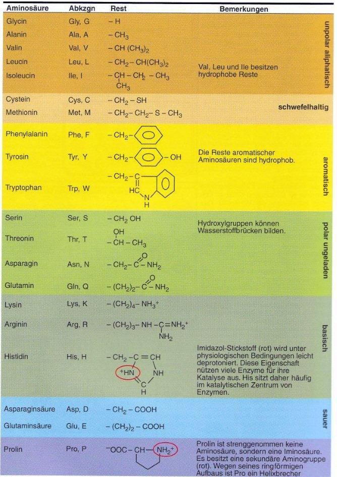 3 Fachliches Umfeld Abbildung 3: Die 20 kanonischen Aminosäuren.