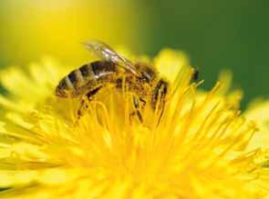 heimischen Wildbienenarten. Mit Honig, Bienenwachs und Gelée Royale liefert die Honigbiene außerdem wertvolle Naturstoffe.