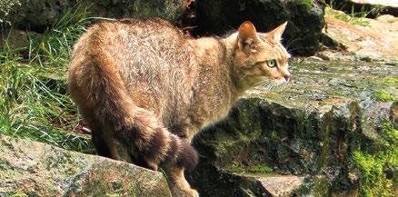 Schon gewusst? Auf unserer Webseite findet ihr spannende Videos zu den Wildkatzen. www.zukunftwald.