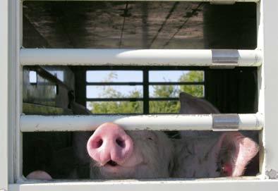 Für den nationalen und internationalen Tierhandel ist Seuchenfreiheit Voraussetzung. Meldepflicht Warum wird gemeldet?
