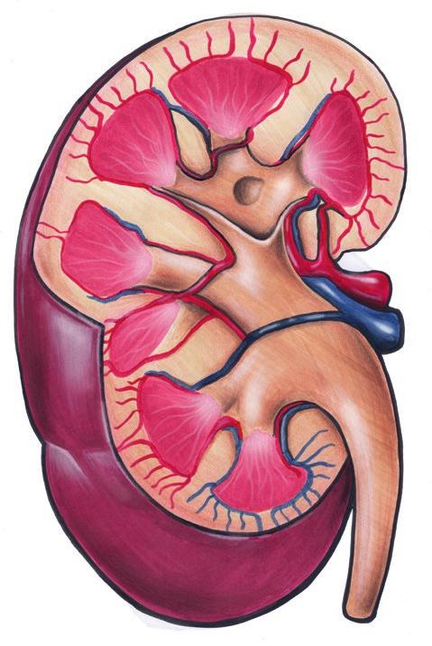 Die Niere Aufbau und Funktion der Niere Nierenrinde Nierenmark Nierenarterie Nierenvene Nierenbecken Umgeben wird die Niere von einer straffen Kapsel. Direkt darunter beginnt die Nierenrinde.