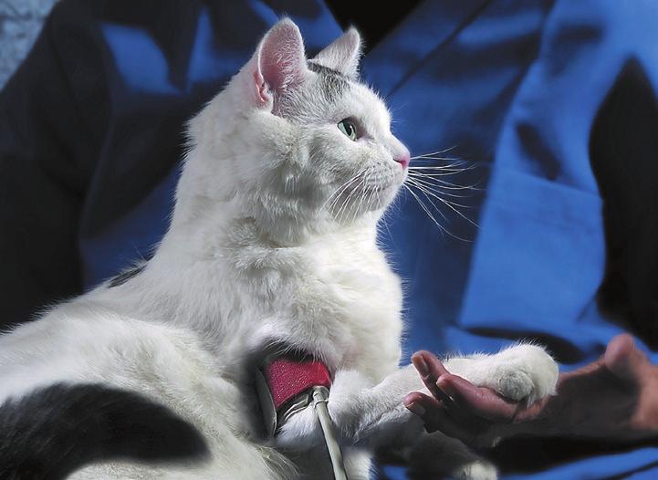 Weitere Untersuchungen, die möglich sind Blutdruckmessung bitte mit Gefühl Bei einem Großteil der Katzenpatienten mit chronischer Niereninsuffizienz ist der Blutdruck zu hoch.