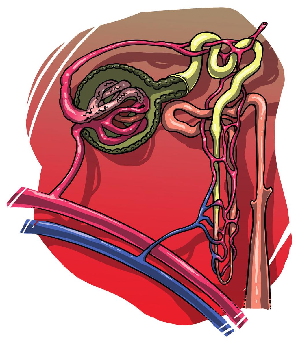 Was passiert im Nierenknäulchen? Die sehr kleinen Adern und andere Zellen im Nierenknäulchen bilden eine Art Sieb.