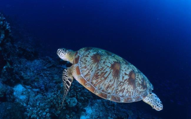 Meeresschildkröten Systematik Die Meeresschildkröten gehören zur Ordnung der Testudines (Schildkröten) und umfassen die Familie Cheloniidae (Meeresschildkröten) sowie die Familie Dermochelyidae
