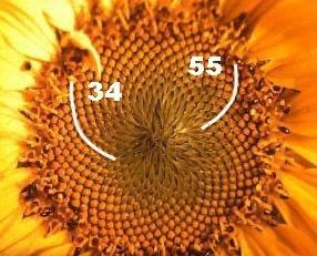 Quotienten der Spiralenwendungszahl und der Blätterzwischenräumeinzahl.