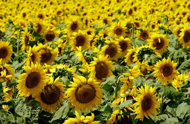 Ertragsstarke Sonnenblumen von DIE SAAT NK NEOMA Ertragreichste herbizidtolerante Sonnenblume in Österreich¹ Schwere Körner mit enorm hohen hl-gewicht Gute Standfestigkeit ES VIOLETTA Bringt