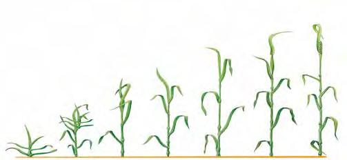 Blattdünger im Getreide Blattdünger Mais Wichtige Mikronährstoffe für Getreide sind vor allem Mangan, Kupfer und Zink.