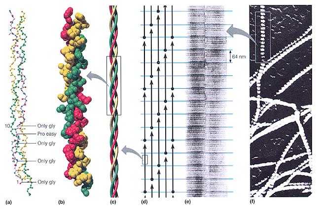16 Beispiel: Kollagenfasern Strukturen von Proteinen: 1. Primärstruktur: Aminosäuresequenz 2.