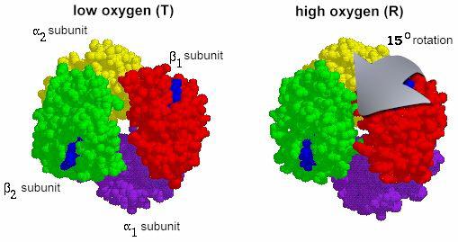 Anordnung der AS Seitenketten 3. Tertiärstruktur: Gestalt des Proteins (räuml. Anordnung aller Atome) 4.