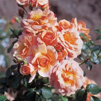 dauerblühend mit rosa Blüten breit-buschiger Wuchs 13 cm