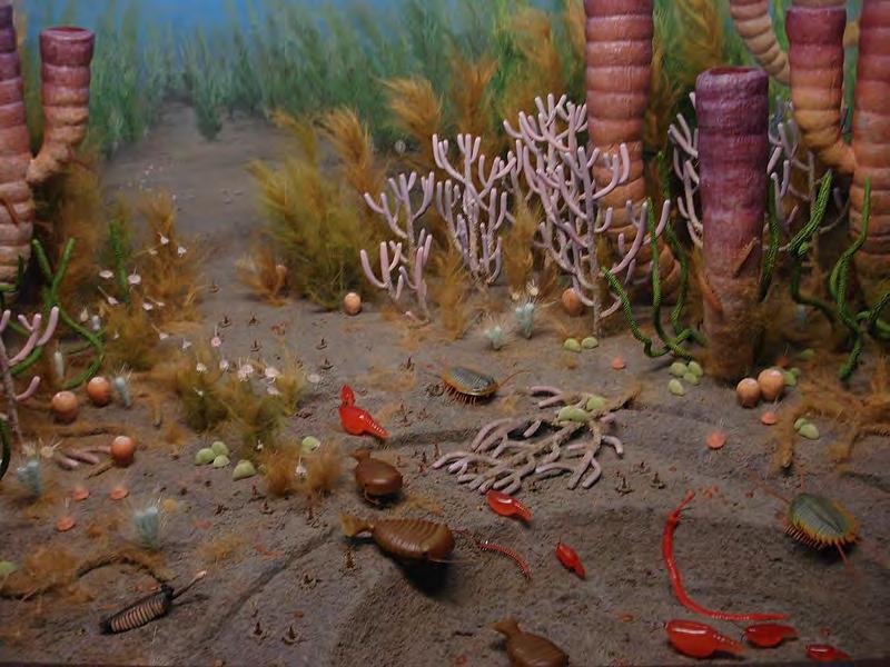 In den Ozeanen des Kambriums beginnt vor 542 Millionen Jahren die Vielfalt des Lebens Die vier Kontinente, die es im Kambrium gibt