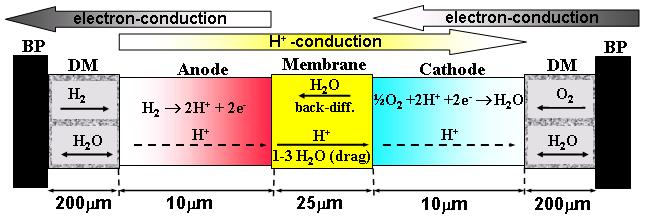 H 2 /Air PEMFC Performance Model E cell = E rev i R (RH) HOR ORR i R H +,an&ca (RH) tx,o2(dry) tx,o2(wet) E rev : thermodynamic voltage (D.M. Bernardi and M.W. Verbrugge, J. Electrochem. Soc.