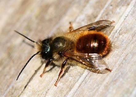 tote Bienen als Lehrobjekt Insekten für den Unterricht Leiche Drohn Biene Honig 