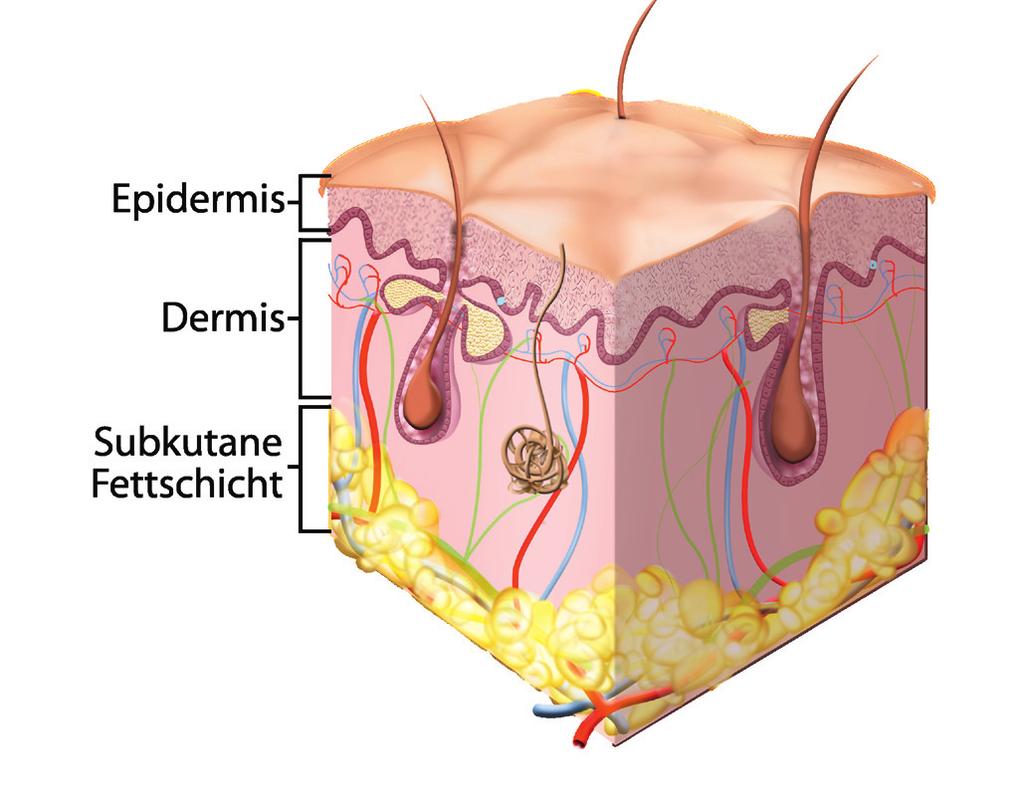 Dermis Die Dermis ist die kollagen- und elastinfaserhaltige Schicht, die der Haut Straffheit und Elastizität verleiht.