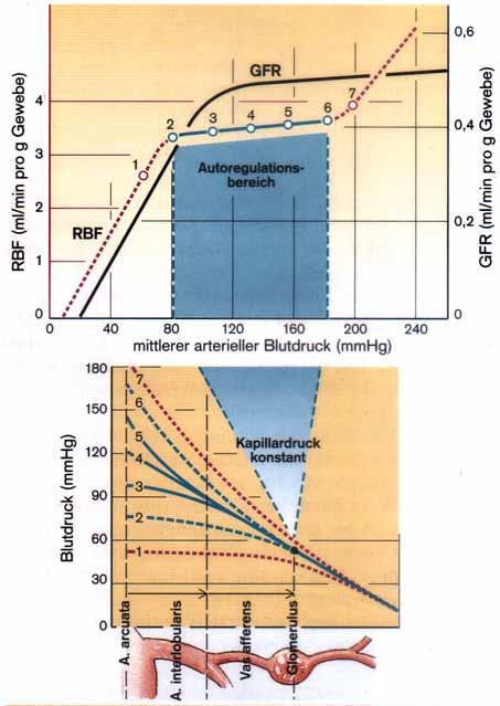 Autoregulation der glomerulären Filtration Der hydrostatische Druck in der Glomerulum-Kapillare beträgt konstant 50mm Hg (determiniert durch Widerstand in der efferenten Arteriole, Angiotensin II)