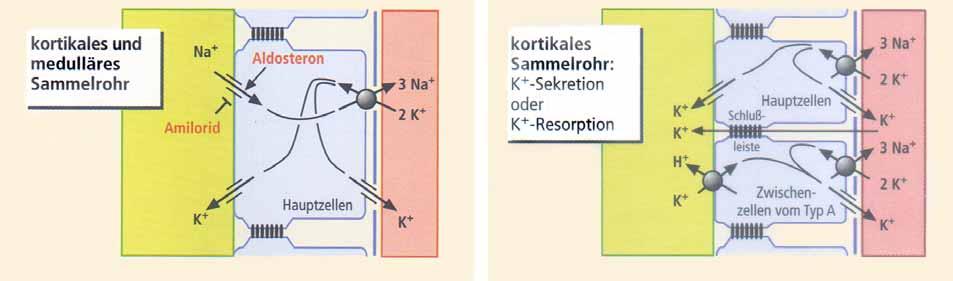 Tubuläre Transportmechanismen für Na