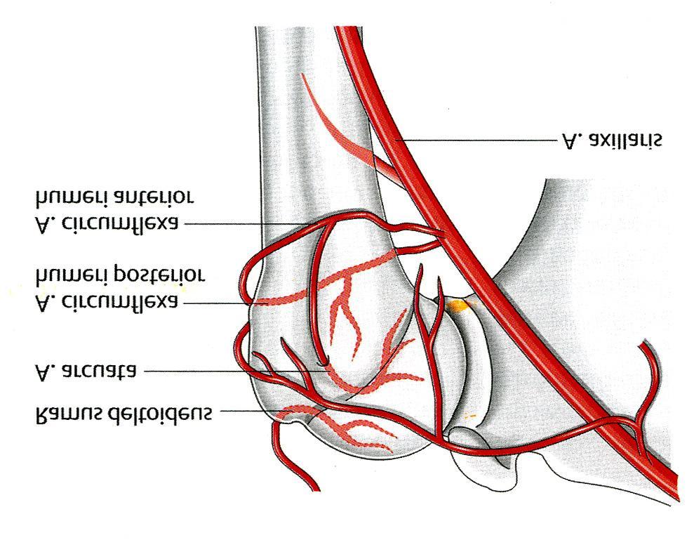 Abbildung 1: Arterielle Gefäßversorgung des Humeruskopf (29). Die sensible Innervation der dorsalen und oberen Schulterabschnitte geschieht durch Äste des N.