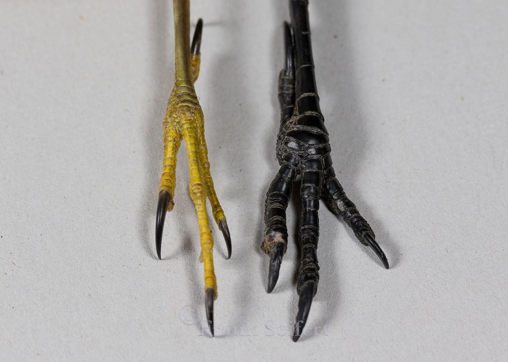 Vergleich eines Sperberfanges (Männchen) mit dem Fuß einer Dohle