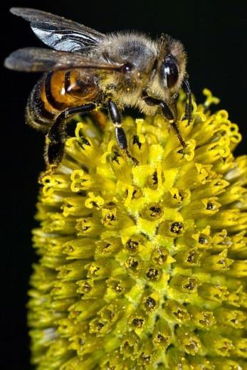04 / Die Biene Bestäubung Arbeitsblätter 5/8 Der, den die Biene mitbringt, bleibt an der klebrigen Narbe hängen und neuer Blütenstaub bleibt an ihrem haften.