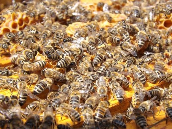 01 / Die Biene Was fliegt denn da? Informationstext 3/5 Vom Ei zum fertigen Insekt Insekten legen Eier. Aus diesen schlüpfen Larven. Sie sehen meist völlig anders aus als ihre Eltern.