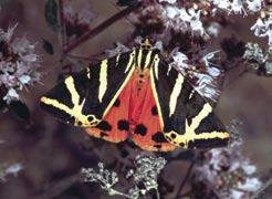 Schmetterlinge 1078* Spanische Flagge (Euplagia quadripunctaria) (* Prioritäre Art) Spanische Flagge J.