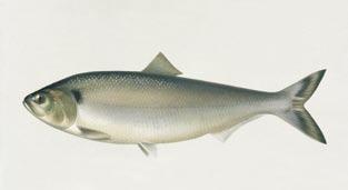 Fische 1102 Maifisch, Alse (Alosa alosa) Maifisch, Alse R. Berg Der Maifisch ist ein Wanderfisch, der in küstennahen Lebensräumen im Meer lebt.