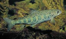 Fische 1106 Atlantischer Lachs (Salmo salar) Junger Lachs B. Stemmer Der Atlantische Lachs bewohnt den Nordatlantik, die Nord- und Ostsee sowie deren Zuflüsse.