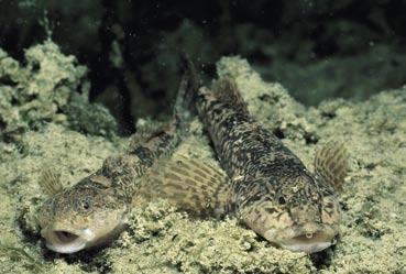 Fische 1163 Groppe, Koppe, Mühlkoppe (Cottus gobio) Groppe H. Frei Groppen sind dämmerungs- und nachtaktiv, leben dicht am Gewässerboden und ernähren sich von Kleintieren des Bachgrundes.
