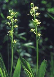 Pflanzen 1903 Sumpf-Glanzkraut (Liparis loeselii) Sumpf-Glanzkraut S. Woike Das Sumpf-Glanzkraut zählt zu den relativ unscheinbaren und leicht zu übersehenden Orchideen.