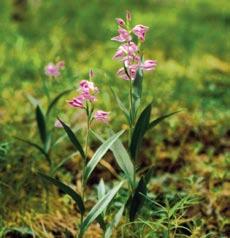 9150 9150 Mitteleuropäischer Kalk-Buchenwald Rotes Waldvögelein, eine charakteristische Art des Orchideen-Buchenwaldes D.