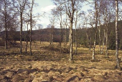 91D0* 91D0* Moorwälder (*Prioritärer Lebensraum) Moorbirkenwald im NSG Eicherwald, Kreis Siegen-Wittgenstein M.