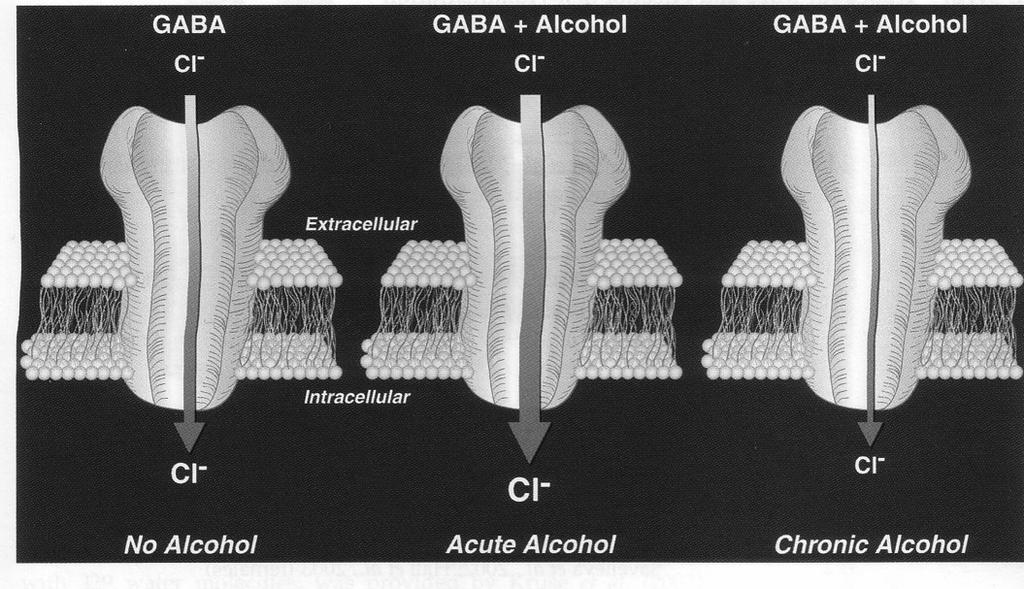 GABA-Rezeptor und Alkohol (aus: Koob u.