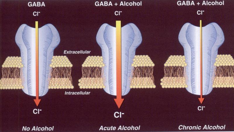 GABA-Rezeptor und Alkohol Koob & LeMoal