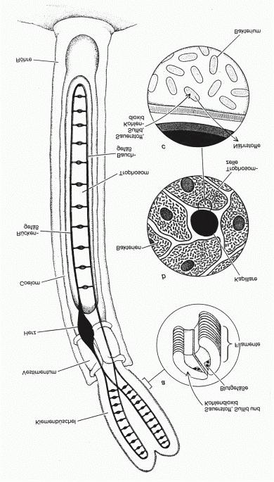 Riftia pachyptila Bis zu 2 m langer Röhrenwurm.
