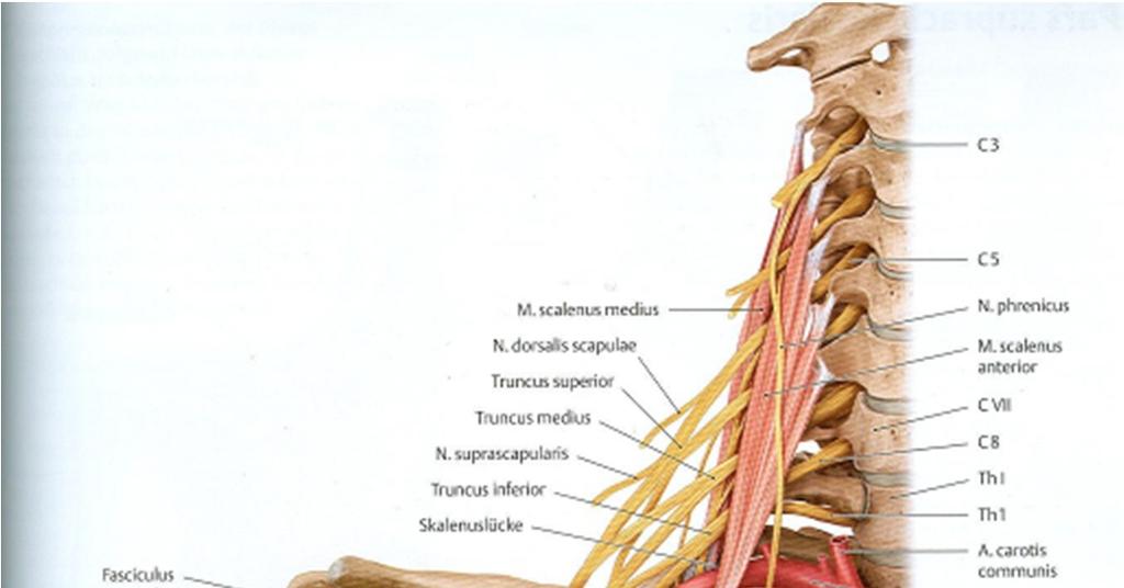 Nervenbahnen im Hals - Brust - Bereich Schünke M, Schulte