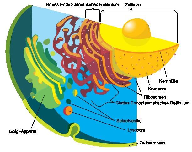 8 Das Endomembransystem einer eukaryotischen Zelle Die Membranen im inneren der Zelle bilden ein