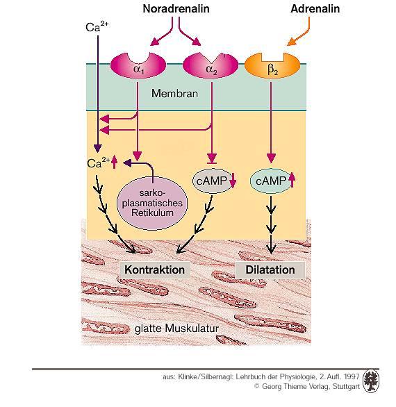 KREISLAUF 11 Signaltransduktionsprozesse an glatten Muskelzellen (links) und Zusammenspiel von Endothel und glatten Muskelzellen (rechts).