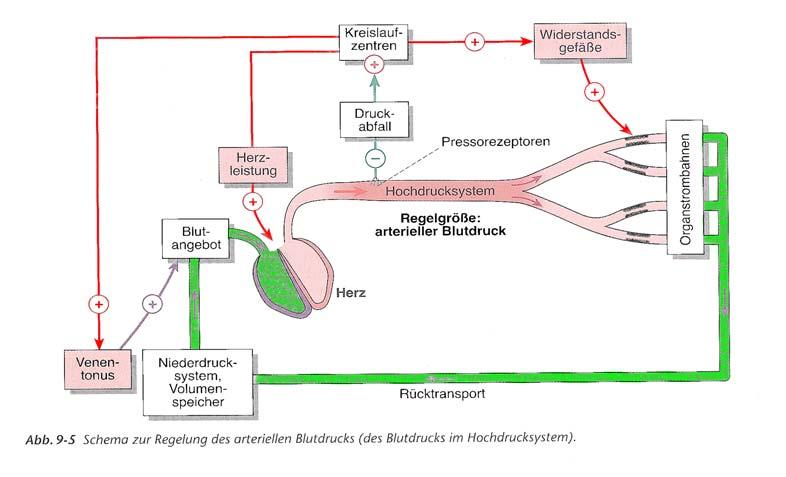 Schema des Pressorezeptorenreflexes: KREISLAUF 15 Aus Golenhofen, Physiologie 1997, Urban und