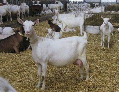 Weiße Deutsche Edelziegen im größeren Bestand Was zeichnet die Qualität von Ziegenmilch aus?