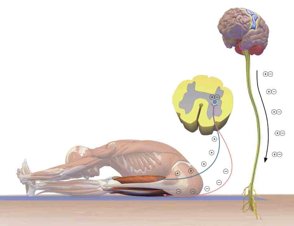 Rückenmark Abbildung 1: Das Gehirn befiehlt dem Quadrizeps zu kontrahieren, um das Knie zu strecken. Gleichzeitig signalisiert es den Muskeln der Oberschenkelrückseite, sich zu entspannen.