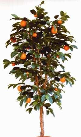 0 Künstliche Orangen- und Olivenbäume Format ca.