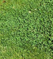 Rasenpflege setzen. Oftmals wird empfohlen, Rasen im Frühjahr zu kalken. Hier ist unbedingte Vorsicht geboten.
